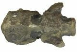 Fossil Hadrosaur (Maiasaura?) Fused Sacral Vertebrae - Montana #173490-8